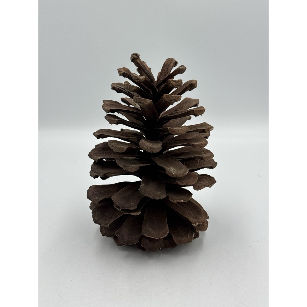 Large 7 Inch Natural Pine Cone Rustic Home Decor Holiday Crafts Art